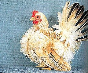 Ornativa vero apud antiquos petram originale species - chickens Chabot