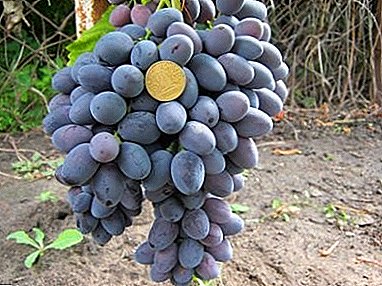 Rrushi miqësor dhe i fortë në rritje "Ataman Pavlyuk" - një varietet i ri tavoline