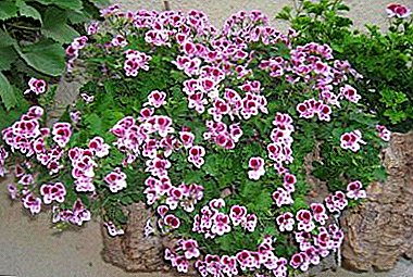 Angel pelargonium. Foto lan gambaran saka varieties, rekomendasi praktis kanggo kembang sing