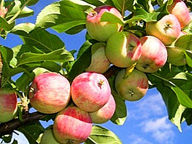 Effektiewe en populêre dwerg appel verskeidenheid Sokolovsky