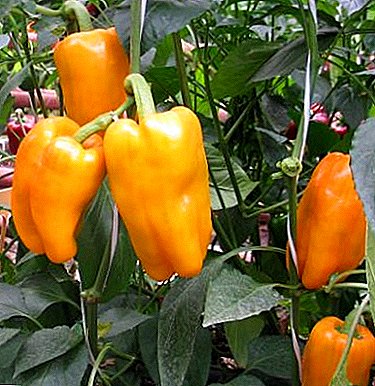 Efikasno gajenje paprike u stakleniku: sadnja i njega