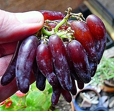 Spektakulêre verskeidenheid kom van Kalifornië: "Heksvinger" druiwe