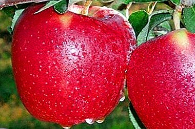Starkrimson apple variety - Amerika-dan möhtəşəm xarici səbirlər gəlir