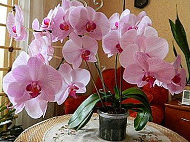 Kab txawv txawv orchids hauv tsev! Puas yog cov nroj tsuag yuav cog hauv av hauv av?