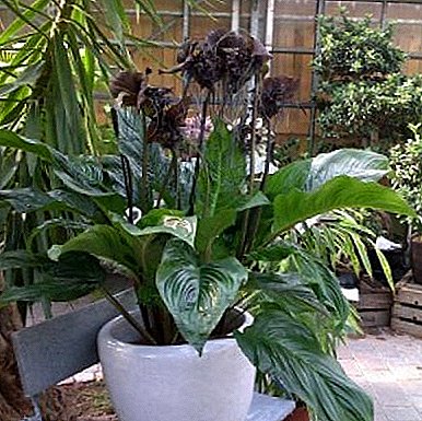 I-Flower exotic Tacca Chantrier noma i-Black Lily: Ubuhle Bendabuko