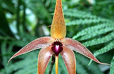 Setsi sa lehae se sa tloaelehang - se setle sa orchid Bulbofillum: tlhaloso ka setšoantšo, mefuta e tloaelehileng le tlhokomelo