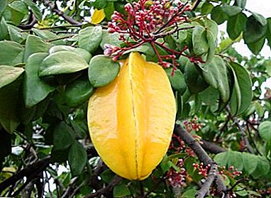 ထူးခြားဆန်းပြား carambola သစ်ပင် - သူကဘာလဲ? အသီးအပွများအသုံးပြုမှု, အသုံးပြုခြင်းနှင့်စောင့်ရှောက်မှု