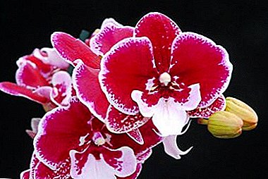 សម្រស់ស្រស់ឆើតឆាយ - Phalaenopsis Big Lip ។ អាថ៌កំបាំងនៃការថែទាំនិងផ្ការូបថត