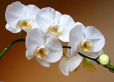 Bunga elegan lan mewah - anggrek putih. Perawatan ngarep lan tanduran foto