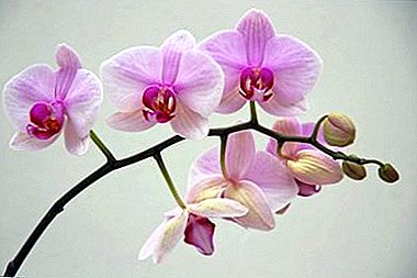 Yen orkid iku "lemas" - kepiye supaya mekar? 9 aturan penting