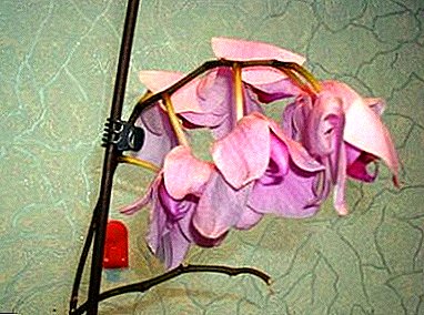 Haeba orchid e na le lipalesa tsa opal: ke hobane'ng ha see se etsahala le kamoo se ka thusang semela kateng?