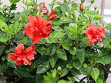 Kung ang hibiscus ay may sakit: Chinese rose disease, mga pamamaraan sa paggamot