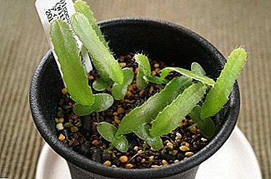 Hierdie onvermydelike "Aporocactus" (Dysocactus): tipes en foto's van plante