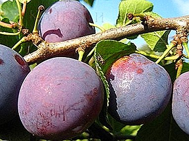 Aina hii inapenda maji na joto, hutoa mavuno makubwa - "Anza" plum