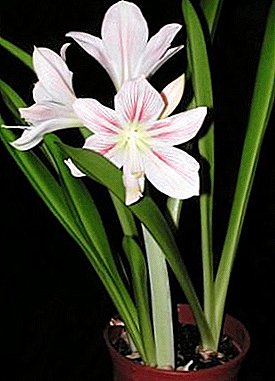 Euharis (Amazon lily) blom nie, sowel as ander probleme van pretensielose plante