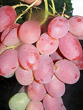 Paboritong winegrowers sa Ukraine - usa ka grape variety nga anibersaryo sa Ruby