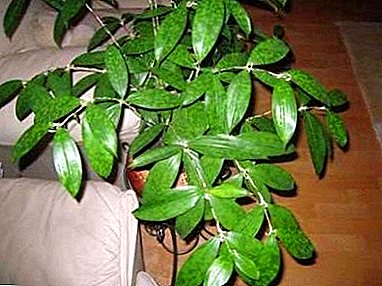 Ficus - mmea unaosababishwa na majira ya baridi