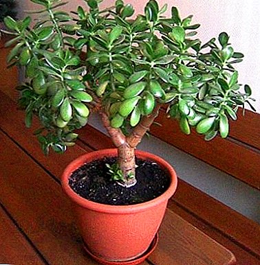Formation na itacen kudi: daga farkon tsunkule zuwa bonsai.