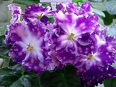 Picha na maelezo ya violets ya breeder Evgeny Arkhipov - "Egorka vizuri", "Aquarius" na wengine