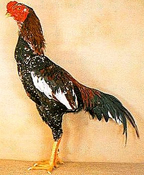Pahlawan Cockfight - hens breed Azil