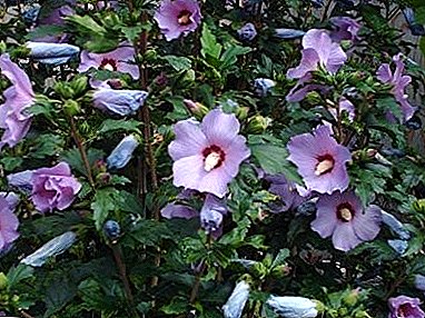 Garden hibiscus: kyakkyawa da amfani a daya shuka!