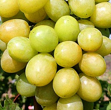 Hybrid Kraynova V.N. Buah anggur Blagovest: ciri utama, katerangan rupa sareng poto