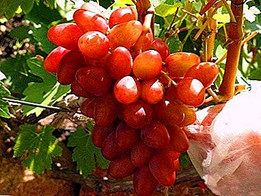 Hybrid i varieteteve të kuqe dhe arrëmyshk "Delight" - rrushi "Aladdin"