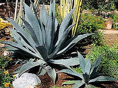 Цэнхэр Агаве - Мексик дэх хамгийн алдартай ургамал