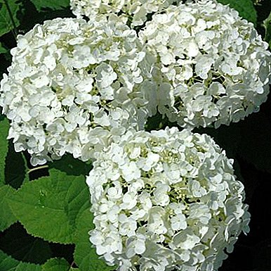 Hortensia boom Annabelle - sneeu-wit versiering van jou webwerf