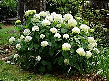 Hydrangea treelike во вашата градина - садење и грижа, градинарски и одгледување