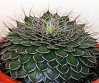 Star of Mexican - Graptopetalum