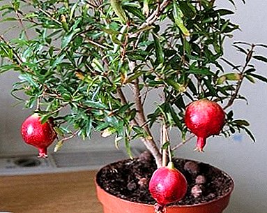 Pomegranate: apa sing digunakake lan gawe piala lan wiji