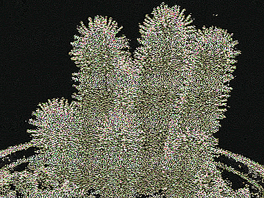 Дуран - Asclepiadaceae үй Сукуленттер сүйүүчүлөрүнүн
