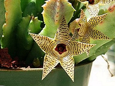 ગ્યુરેનીયા - સુંદર સૌંદર્યનું એક છોડ