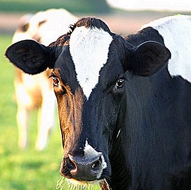 The Kholmogorks (breed sapi "Kholmogorskaya") mawa kabagjaan ka jalma anu tumuwuh aranjeunna saha waé anu ngan saukur cinta susu!
