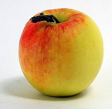 Želite li žetvu jabuke zimi - zasadite Sjevernu sinapsu