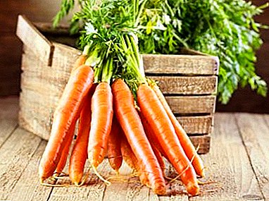 توجه داشته باشید که خانهداری: چگونه هویج برای ذخیره سازی برای زمستان آماده شود؟