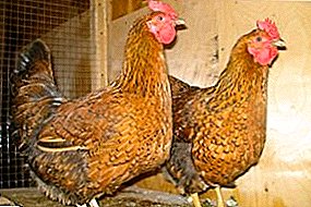 ምርጥ የአሳ ዝርያ - Kuchinsky's celebrity hens