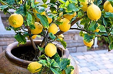 Lahan idéal pikeun lemon: urang nyiapkeun campuran taneuh di bumi