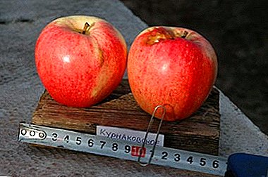 Becik kanggo jam lan apel apel Kurnakovsky