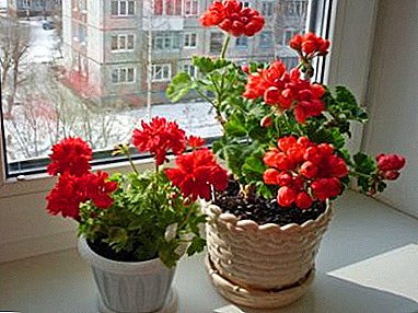 The կատարյալ pot համար geraniums: Ինչ է անհրաժեշտ եւ ինչպես ընտրել: Հիմնական կանոնները եւ նրբությունները