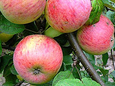 A manufa kaka apple iri-iri don kowane lambu - Ural mazaunin