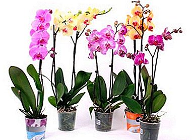 იდეალური ქარხანა დამწყები florists - Orchid Mix: ყვავილების ფოტოები, მიმოხილვა ჯიშების და რჩევები იზრდება