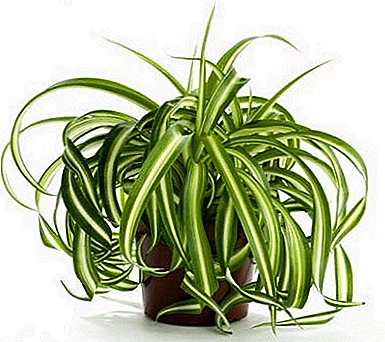 Идеалниот растение Chlorophytum crested: домашна нега, фото, репродукција