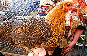 Хувийн фермийн аж ахуй эрхлэх тохиромжтой шийдвэр - Чех алтан тахиа нь тахиа
