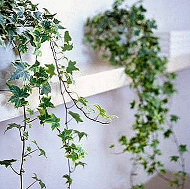 Dekorasi idéal pikeun tembok nyaéta Ivy (Basa Inggris): poto sareng tips pikeun miara