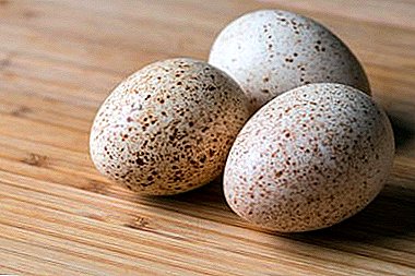 Incubación de ovos de pavo: instrucións paso a paso do proceso e consellos para os agricultores novatos