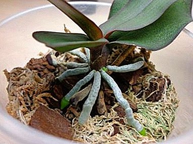 Exquisite a resistente Phalaenopsis. Wéi këmmeren ech fir Orchideater Wurscht fir datt se gesond sinn?