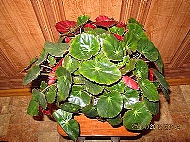Kushangaa nzuri "Begonia ya Red-leaved"