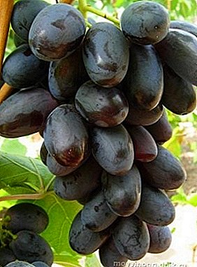 Grapes apik banget "Agung": gambaran saka macem-macem lan fitur